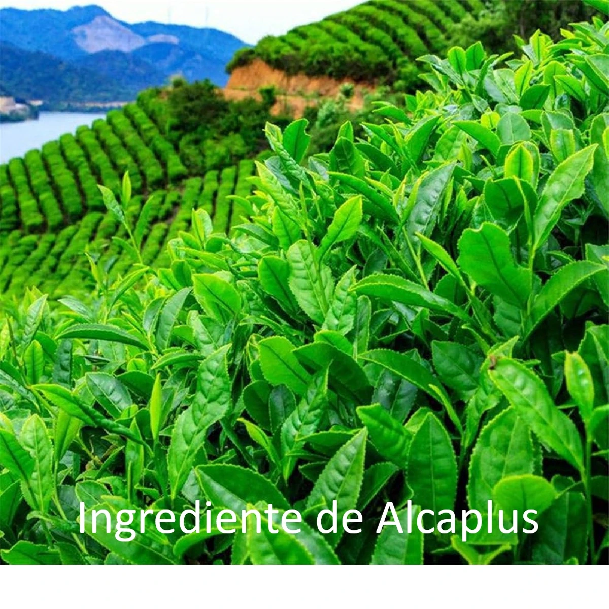 Alcaplus contiene Te verde